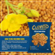 Mustard Seeds Yellow-01q (2)